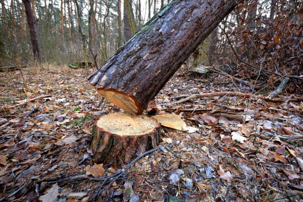 Que deviennent les racines d'un arbre coupe - Emondage SBP