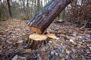Que deviennent les racines d'un arbre coupe - Emondage SBP