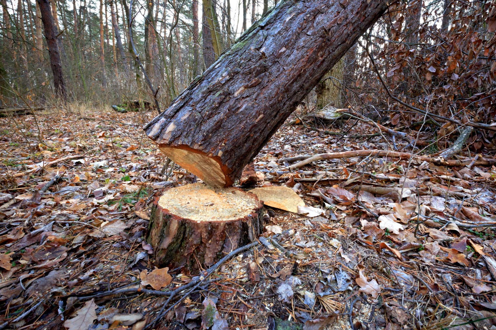 Que deviennent les racines d'un arbre coupe - Emondage SBP
