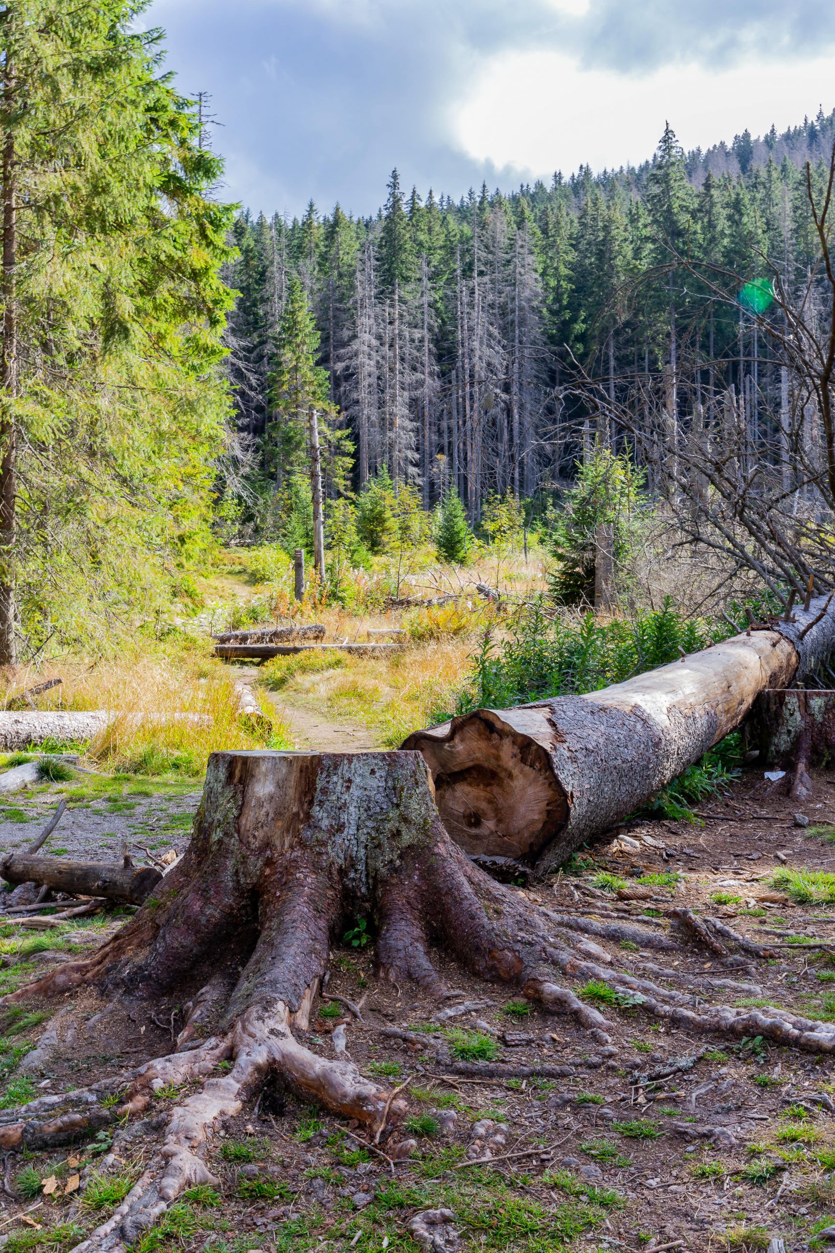 Abattage d'un arbre mort : les risques à savoir