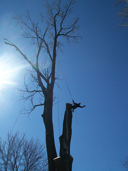 Abattage d'arbre avec arboriste grimpeur
