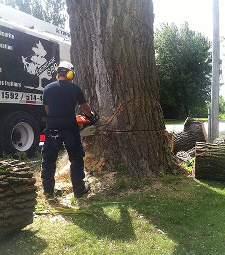 abattage d’arbre