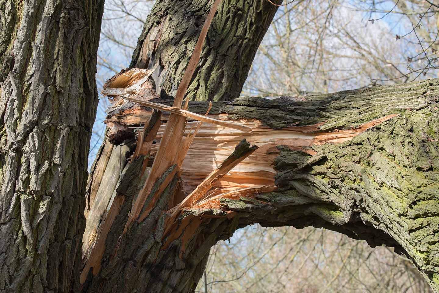 branche d'arbre cassée