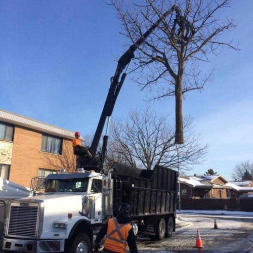 équipement de Émondage SBP