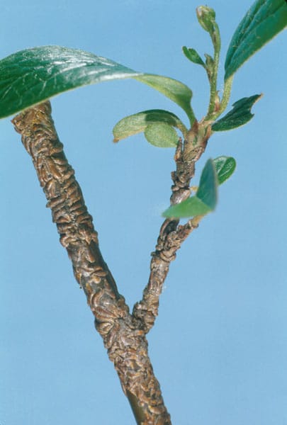 Cochenille virgule du pommier