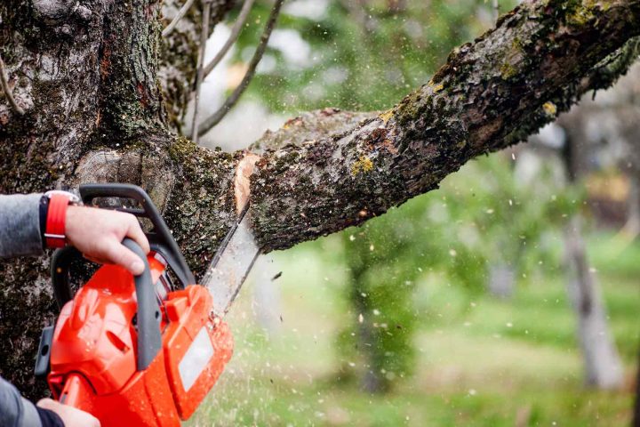 couper-des-branches-darbres Couper des branches d'arbres