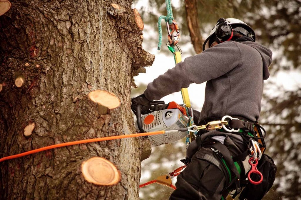 arboriculteur émondeur sur la Rive-Sud de Montréal