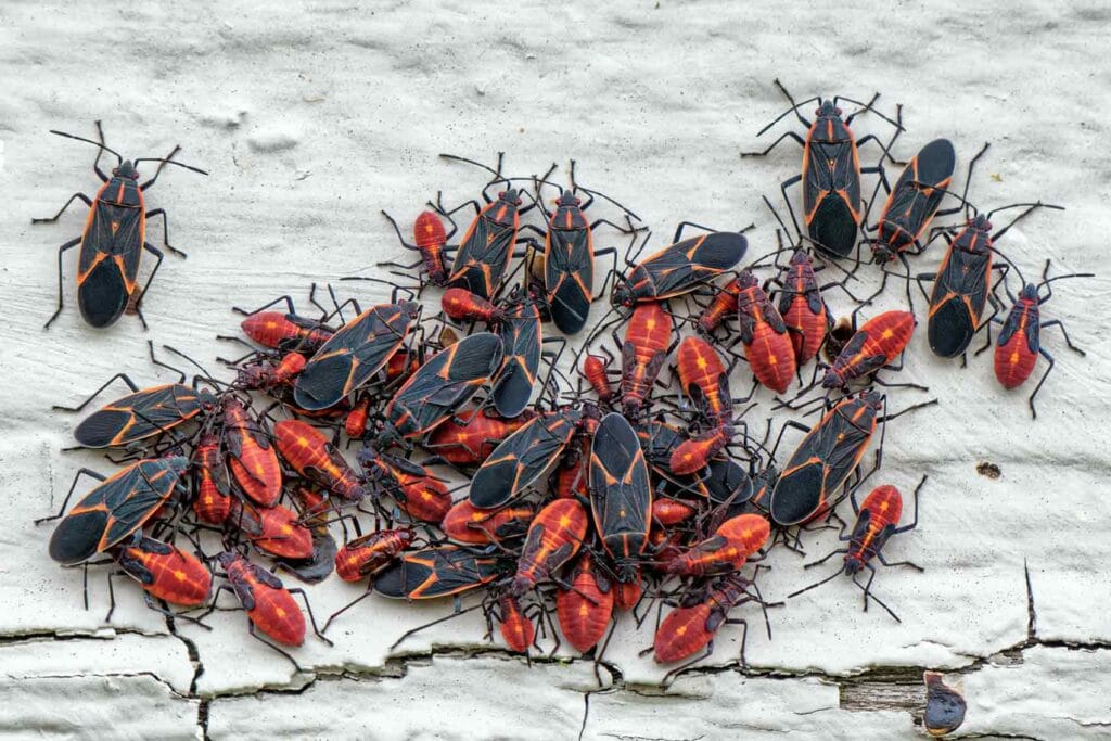 insecte: punaise de l'érable Négondo