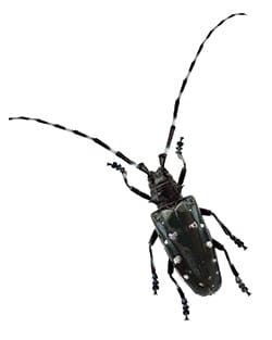 Longicorne asiatique