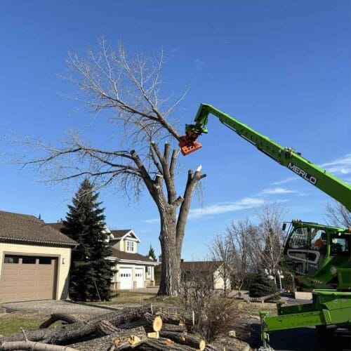 équipement Merlo avec tête d'abattage