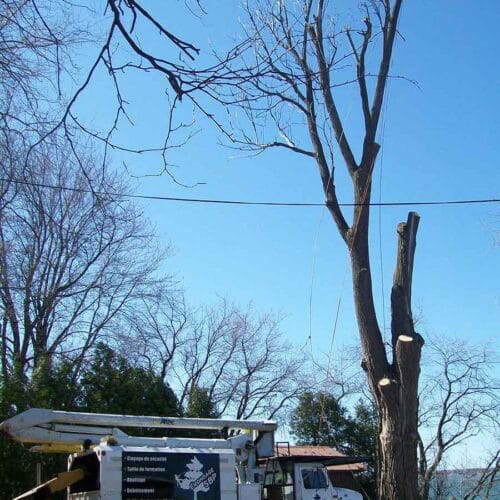 abattage d’arbre