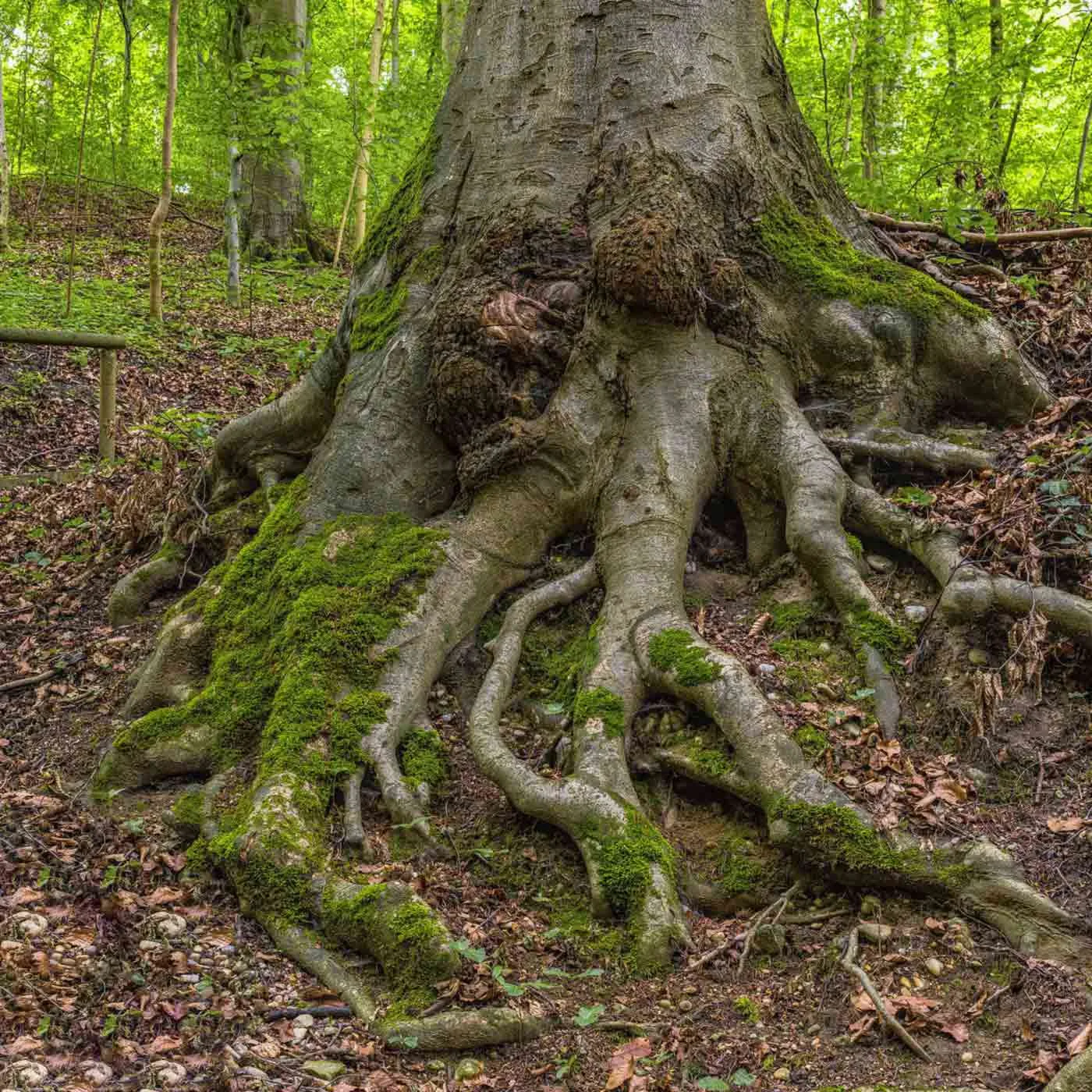 Demystifying the problems associated with tree roots - Émondage SBP