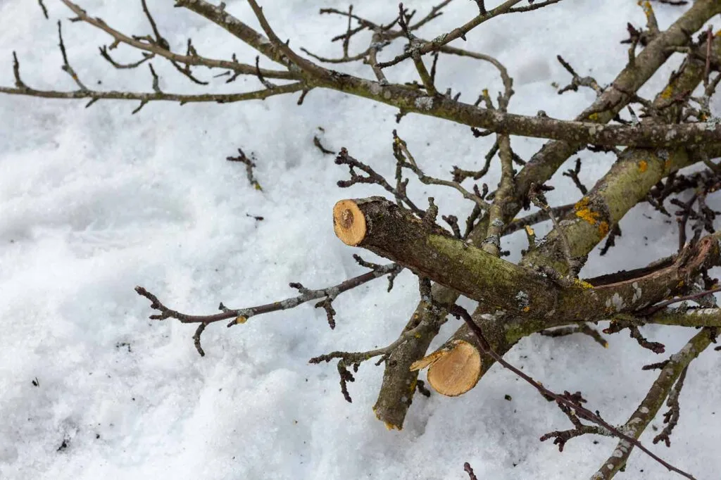 taille d'arbres en hiver